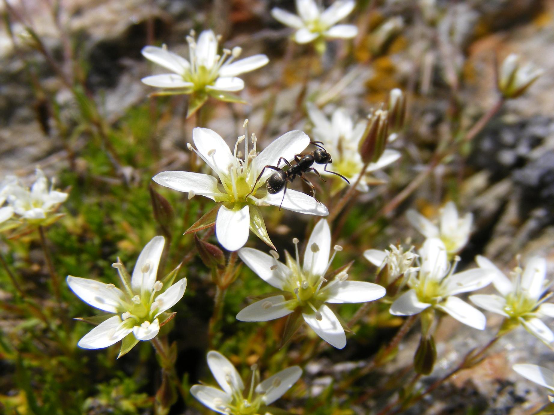 Minuartia cfr. verna